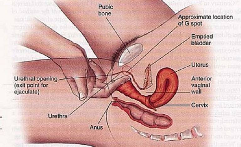 Cách tìm điểm G – Kích thích điểm G để mang lại khoái cảm tột đỉnh